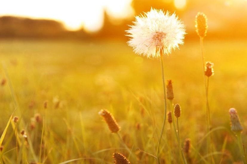 Escena musical solemne